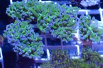 frogspawn.jpg