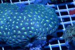 green favia-1.jpg