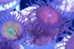 NC and SD.jpg
