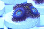 blue hornets.jpg