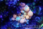 152219d1401408119-some-my-gems-large-polyp-stony-have-large-soft-polyps-corals-img_6899.jpg