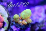 106244d1384827923-some-my-gems-large-polyp-stony-have-large-soft-polyps-corals-img_5368.jpg