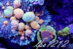 106245d1384827924-some-my-gems-large-polyp-stony-have-large-soft-polyps-corals-img_5380.jpg