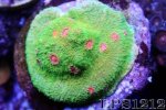 129839d1393811043-some-my-gems-large-polyp-stony-have-large-soft-polyps-corals-image.jpg