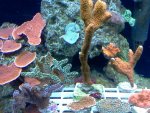 coral 8.jpg