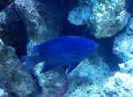 blue fish.jpg