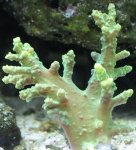 Green Colt Coral.jpg