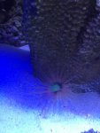 Unidentified anemone.jpg