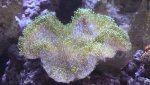 coral 1 (1 of 1).jpg