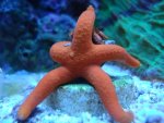 starfish.jpg