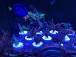 corals acros.jpg