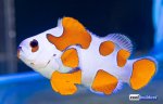 orange-storm-clownfish-770x491.jpg