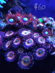 Violet Fusion Rock.jpg
