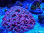 Bubble Acan, Candy Cane Colony.jpg