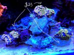 Bizzano Corals group.jpg