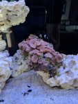 mushroom rock 1.jpg