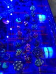 Zoa Identification-1.jpg