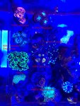 Zoa Identification-2.jpg