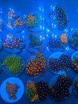 IMG-20191129-134800.jpg