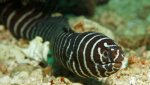 zebra eel.jpg