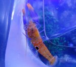 michaels-shrimp-1.jpg