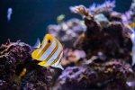 Reef Fish -11192020 - Dipan Desai Photograph (17 of 26).jpg