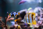 Reef Fish -11192020 - Dipan Desai Photograph (18 of 26).jpg