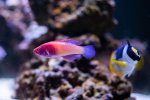 Reef Fish -11192020 - Dipan Desai Photograph (21 of 26).jpg