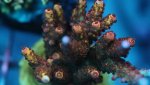 pro corals rainbow.JPG