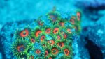 watermelon zoas.JPG