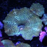 green-mushroom-s.jpg