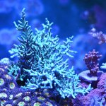 blue-hawkins-b.jpg