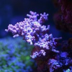 branching-cyphastrea-2.jpg