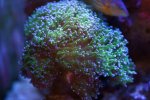frogspawn-b.jpg