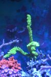 green-slimer-b.jpg