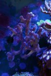 purple-stylo-2.jpg
