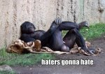 haters-gonna-hate-monkey-crossed legs-1291945299k.jpg