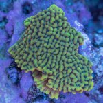 coral 2-2-22-0268.jpg