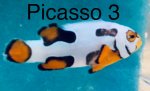 Picasso 3.jpg