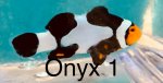 Onyx 1.jpg