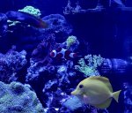 fish trio.jpg