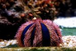 Tuxedo-Urchin-Mespilia-globulus-–-Detailed-Guide-Care-Diet-and-Breeding.jpg
