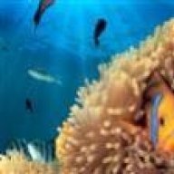 reef_doug