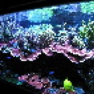 reef pig