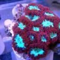 Aquarium In Motion - Full