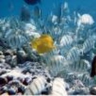 Corals&Reefs