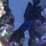 LittleReefers