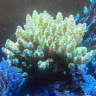 Oceansidereef