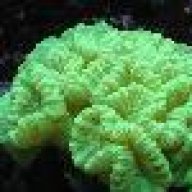 Coral Nerd