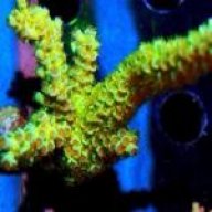 SchnitzelReef